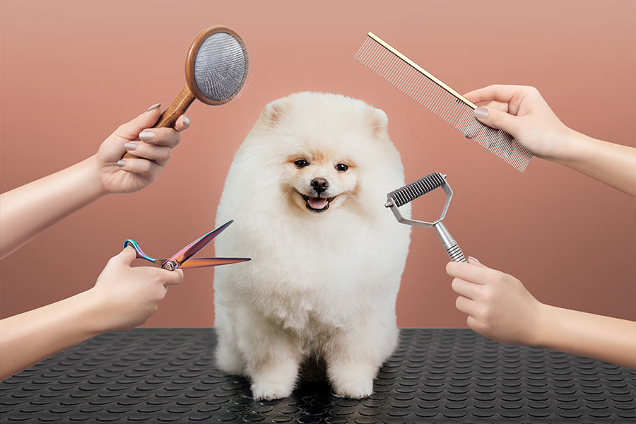 Bigodes e caprichos: delícias aleatórias no pet shop